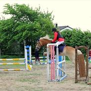 Haflinger Luca