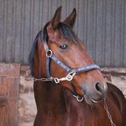 DSP Castello (Boliviano)  <3