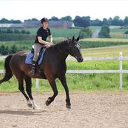 Oldenborg Hercules
