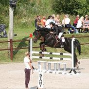 Svensk Varmblod Erik S