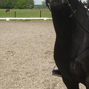 New Forest Meldgaardens Lady Carolyn