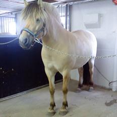 Fjordhest Højgaards Heisa (solgt)