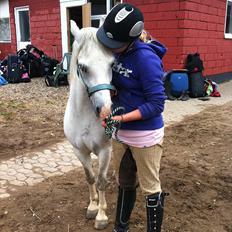 Welsh Mountain (sec A) Liljelunds Archibal --Min Stjerne--