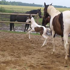 Pinto Kjærsgaards Blooming Zehra