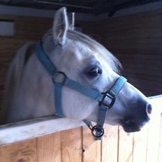 Welsh Mountain (sec A) Liljelunds Archibal --Min Stjerne--