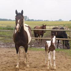 Pinto Kjærsgaards Blooming Zehra