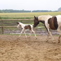 Pinto Kjærsgaards Blooming Zehra