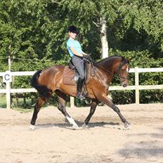 Dansk Varmblod Delight