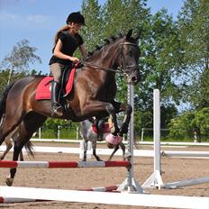 Dansk Varmblod Santa Fe N