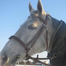 Dansk Varmblod LORETTA