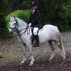 Anden særlig race Anton