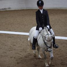 Anden særlig race Anton