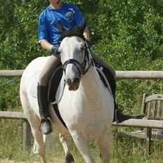 Anden særlig race Viola Snefnug Olsen