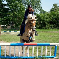 Haflinger Luca