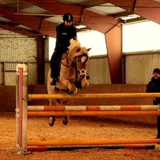 Haflinger Luca