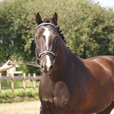 Welsh Cob (sec D) Låddenhøjs Armarni *SOLGT!