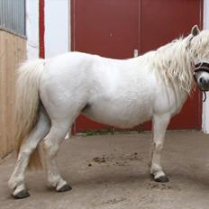 Shetlænder Snefnug (tidl. Luna)