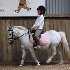 Shetlænder Snefnug (tidl. Luna)