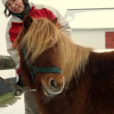 Shetlænder Emil Sporup