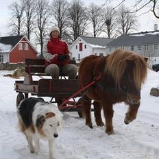 Shetlænder Emil Sporup