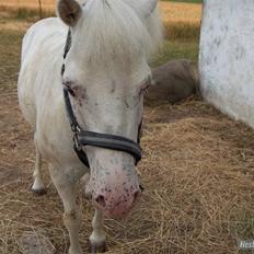 Anden særlig race Manse