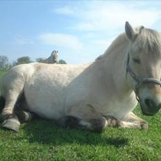 Fjordhest Skovsgårds Tronja