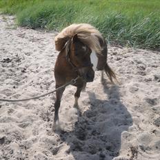 Shetlænder Stjernens Mini-King