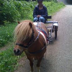 Shetlænder Stjernens Mini-King