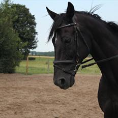 Dansk Varmblod | Definitely Dark.