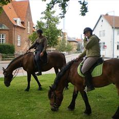 Nordsvensk Skovhest Lukas