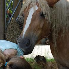Haflinger Ginni af Kastanjegård