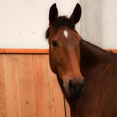 Anden særlig race Shake That Coconut