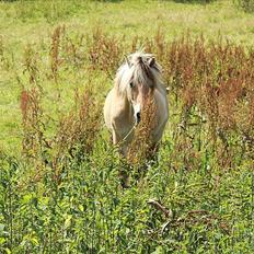 Fjordhest Nanok Romeo