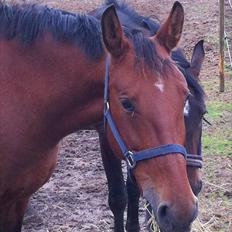 Anden særlig race Cassiopaya