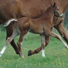 Dansk Varmblod Don Dooplo Colliente