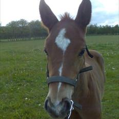 Dansk Varmblod Don Dooplo Colliente