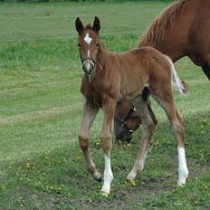 Dansk Varmblod Don Dooplo Colliente