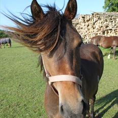 Welsh Cob (sec D) Gravens Theodora