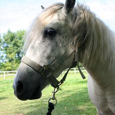 Anden særlig race Snefnug