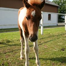 Anden særlig race Aladin