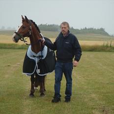 Welsh Cob (sec D) Fjordglimt Mr. Kennedy 