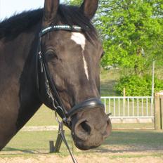 Anden særlig race Solhøjgaards First Tango