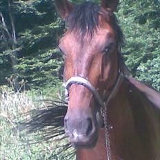 Hannoveraner Zacharias Star *solgt*