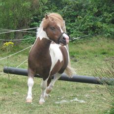 Anden særlig race Gizmo 