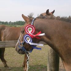 Anden særlig race cosmo de lux <3<3<3<3<3