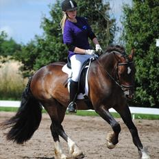 Welsh Cob (sec D) Valhallas Charlie Brown 