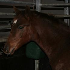 Dansk Varmblod Skovbo`s Romina