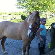 Anden særlig race Rosinni