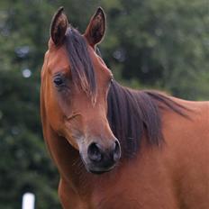 Arabisk fuldblod (OX) Chanel Cosh