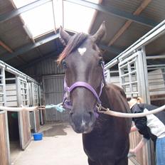 Oldenborg Sokhøjs Felix